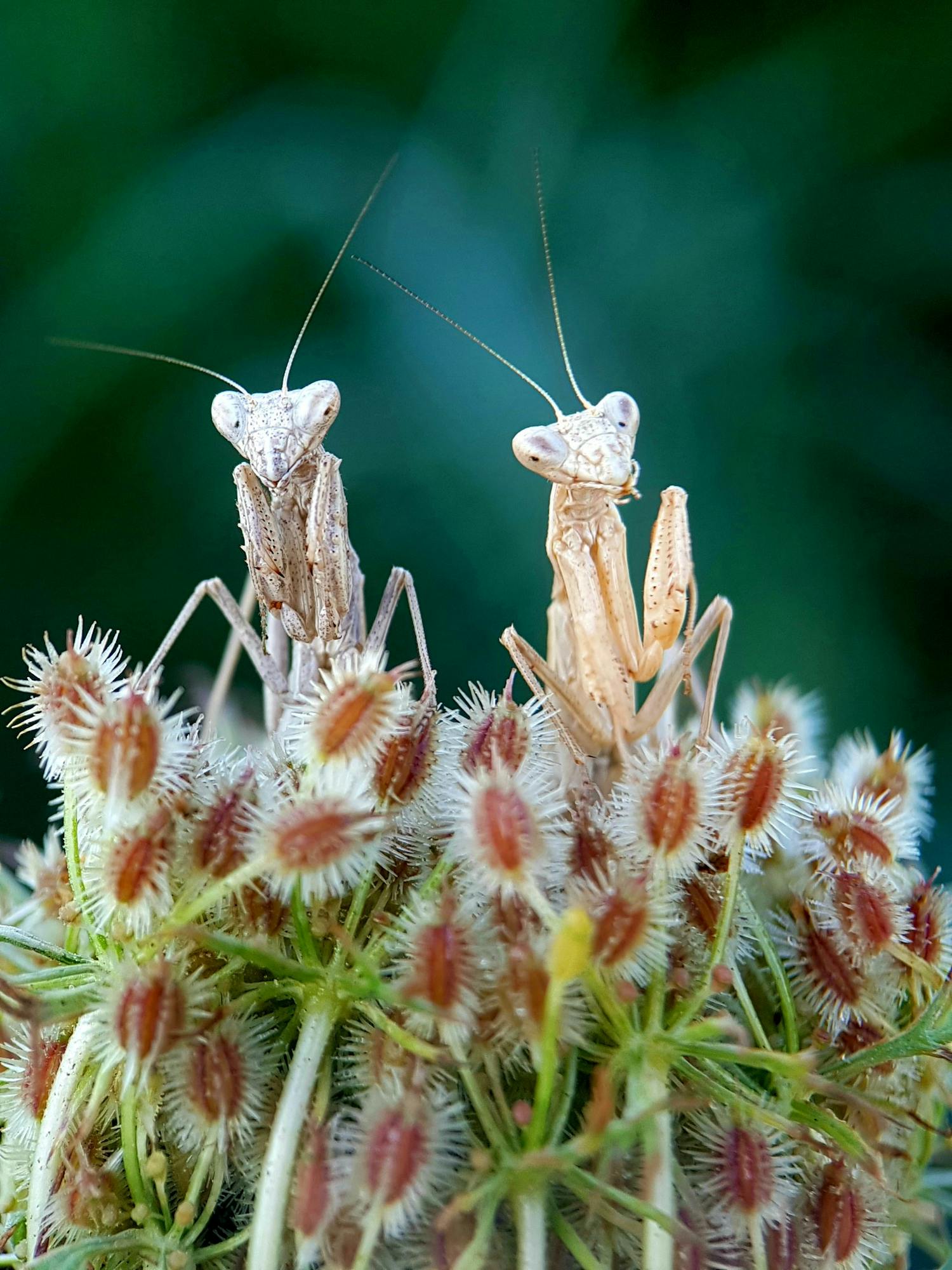 fabio sartori duo macro details samsunggalaxys8 italy GX 3m Makrokuva kännykkä